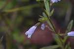 Limestone calamint